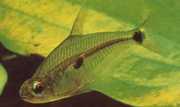 Roeboides meeki Tetra de vidro