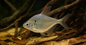 Roeboides meeki Tetra de vidro
