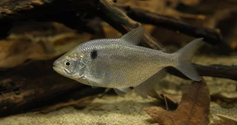 Roeboides paranensis Hunchback, de frente no fundo do Paraguai