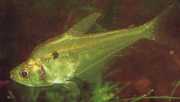 Roeboides thurni TETRA THUM THUM