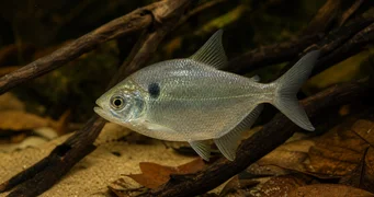 Roeboides thurni TETRA THUM THUM