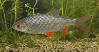 Rutilus rutilus Barata