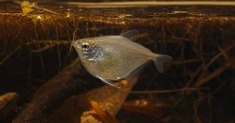Saccoderma hastata Saccoderma Hastata
