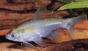 Saccoderma melanostigma Tetra vesicular de manch...