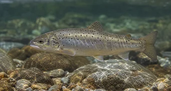 Salmo magradus Truta marmorizada