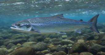 Salmo salar (Salmão do Atlântico)