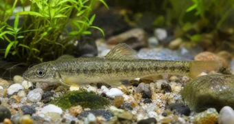 Sarcocheilichthys sinensis Stud China