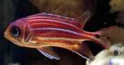 Sargocentron cornutus Pescador
