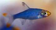 Sawbwa resplendens Sawbwa Resplendens