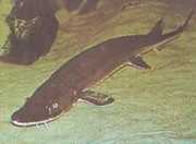 Scaphirhynchus platorhyn... Sturgeon da plataforma
