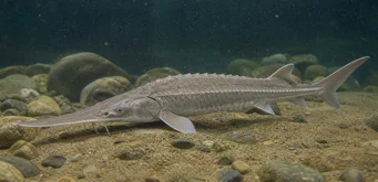 Scaphirhynchus platorhynchus Sturgeon da plataforma