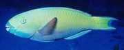 Scarus ghobban Peixe madeirado