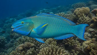 Scarus ghobban (Peixe madeirado)