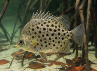Scatophagus argus Scatophage