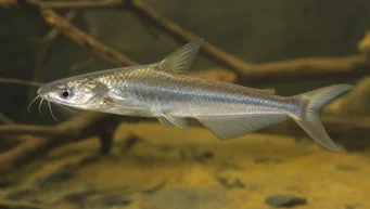 Schilbe intermedius Peixe -gato prateado