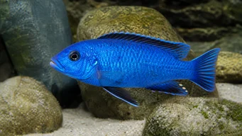 Sciaenochromis fryeri Ahli