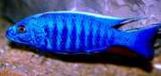 Scianochromis fryeri Azul elétrico