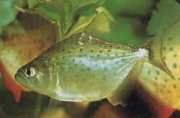 Serrasalmus rhombeus PACU malhado, piranha br...