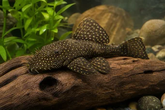 Silure ancistrus Antigo