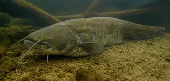 Silurus glanis Glane Catfish / Peixe -gato grande