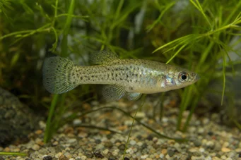 Skiffia francesae x multipunctatus (Skiffia Francesae x MultiUncunctatus)