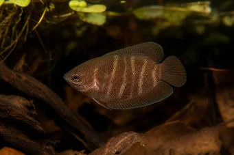 Sphaerichthys osphromenoides Gourami de chocolate