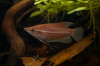 Sphaerichthys vaillanti Samurai Gourami