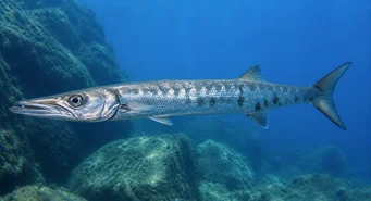 Sphyraena sphyraena (Pike do mar)