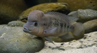 Steatocranus casuarius Cabeça de Hunchback, Cichlidd Cichlid, cabeça de leão