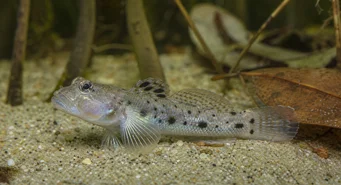Stigmatogobius sadanundio (Gobie viu)