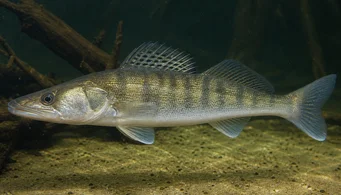 Stizostedion lucioperca Classificador