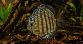 Symphisodon aequifasciata Disco verde