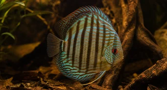 Symphysodon aequifasciata Disco