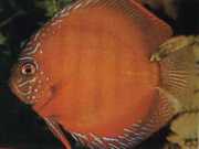 Symphysodon aequifasciat... Disco marrom