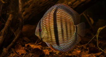 Symphysodon discus Heckel Heckel Discus