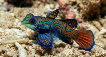 Synchiropus splendidus (Peixe mandarim)