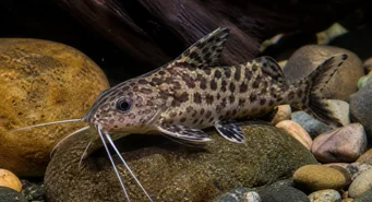Synodontis contractus Contrações Synodontis