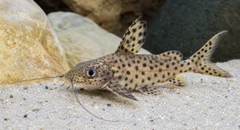 Synodontis multipunctatus Sinodonte manchado