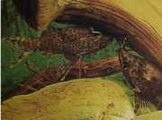 Synodontis nigriventris Gato de cabeça preta do...