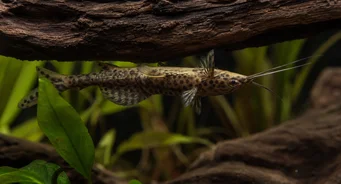 Synodontis nigriventris Gato de cabeça preta do Congo