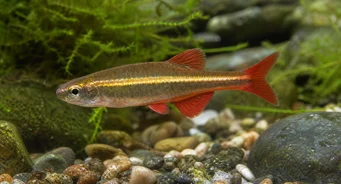 Tanichthys albonubes Pobre néon