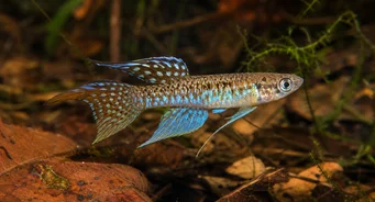 Terranatos dolichopterus Gerla de Killie