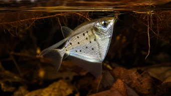 Thoracocharax stellatus Peixe de hache de prata