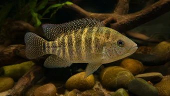 Tilapia mariae Tilápia de cinco bandas
