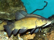 Tinca tinca Tanque comum