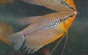 Trichogaster leeri Gourami em mosaico