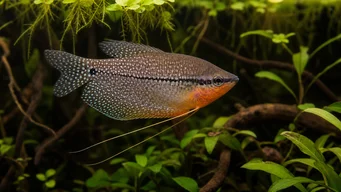 Trichogaster leeri Gourami em mosaico