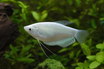 Trichogaster microlepis Lua Gourami