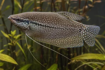 Trichogaster pectoralis Gourami da pele de cobra