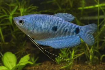 Trichogaster trichopterus sumatranus Gourami com três manchas douradas